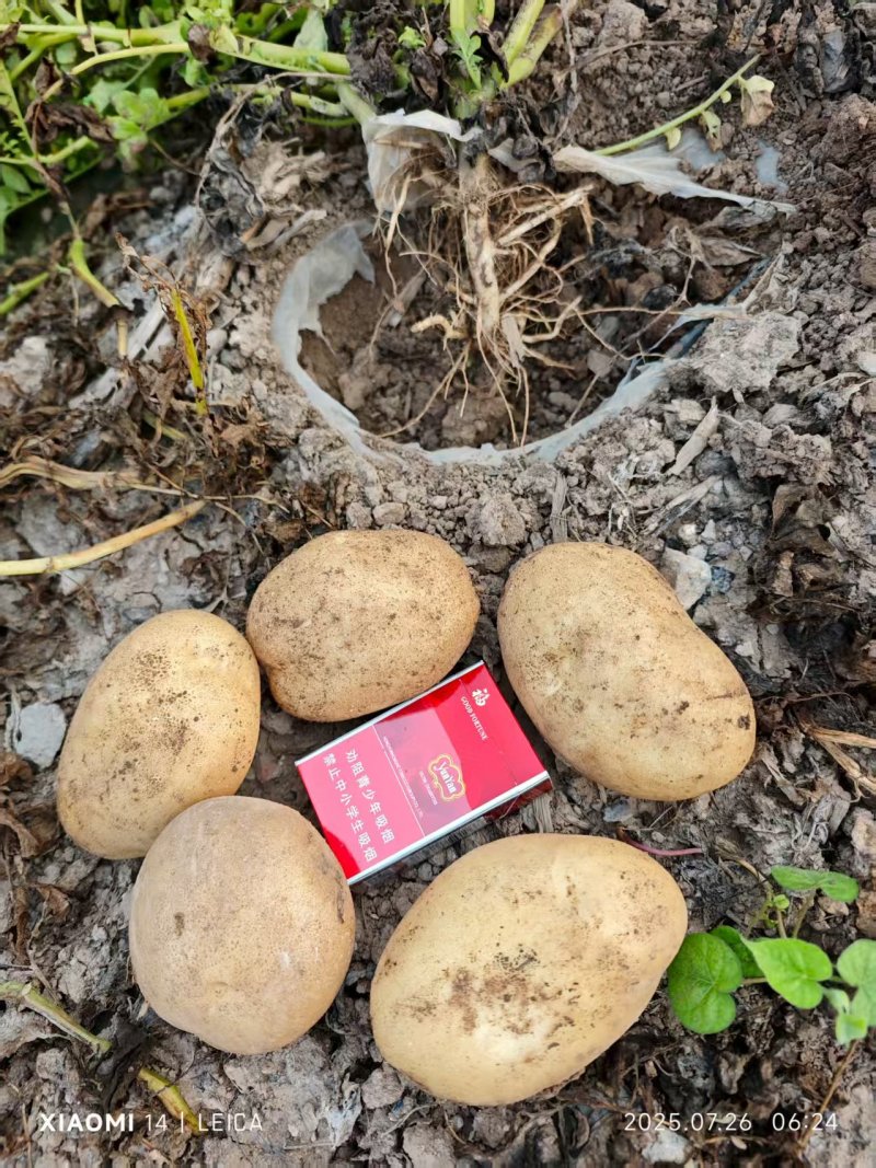 基地沃土5土豆，大量有货，产地一手货源欢迎合作，量大优惠