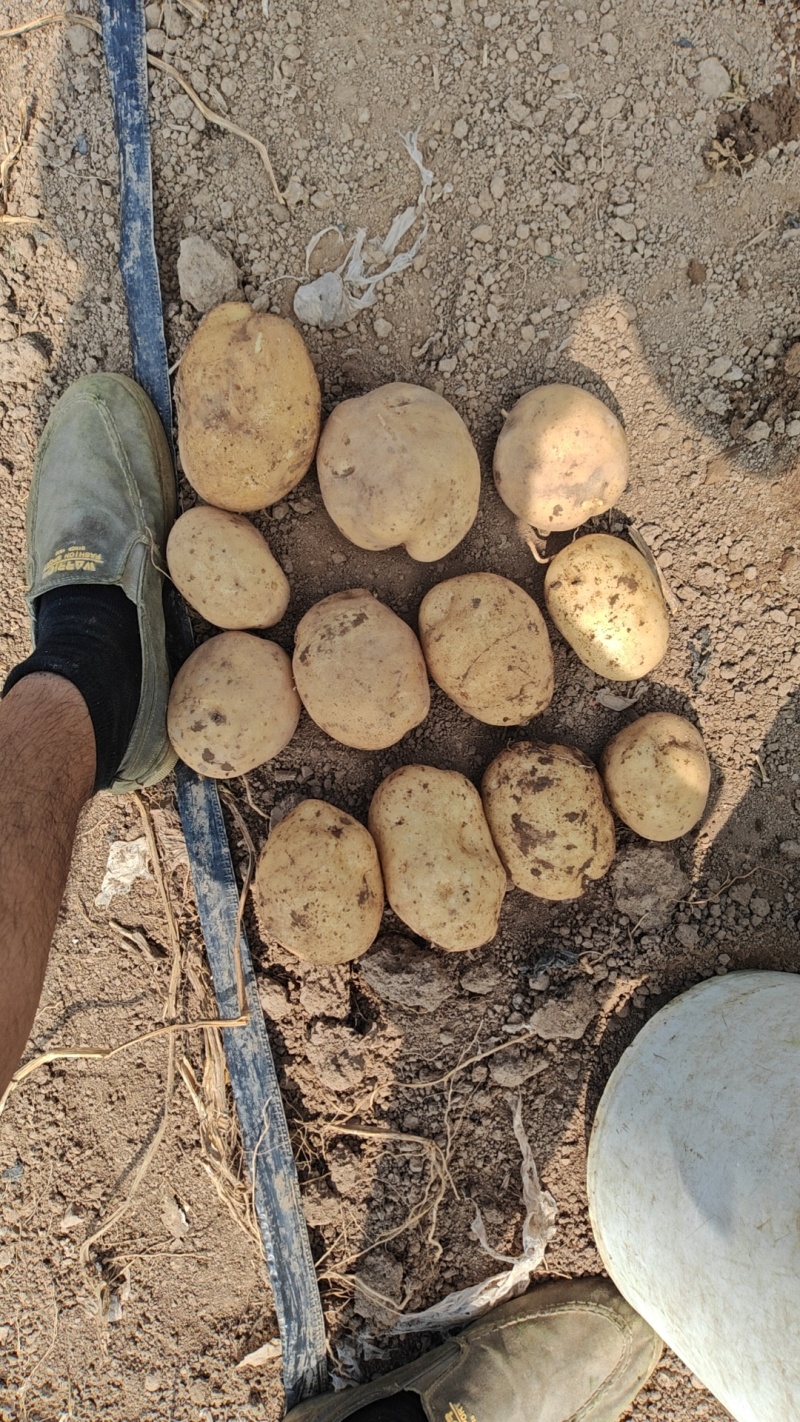 基地沃土5土豆，大量有货，产地一手货源欢迎合作，量大优惠