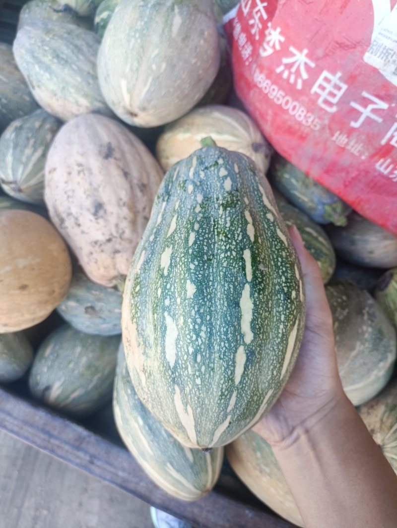 QQ南瓜新野南瓜种植千亩基地只卖南瓜品种齐全
