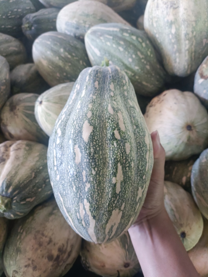 QQ南瓜新野南瓜种植千亩基地只卖南瓜品种齐全