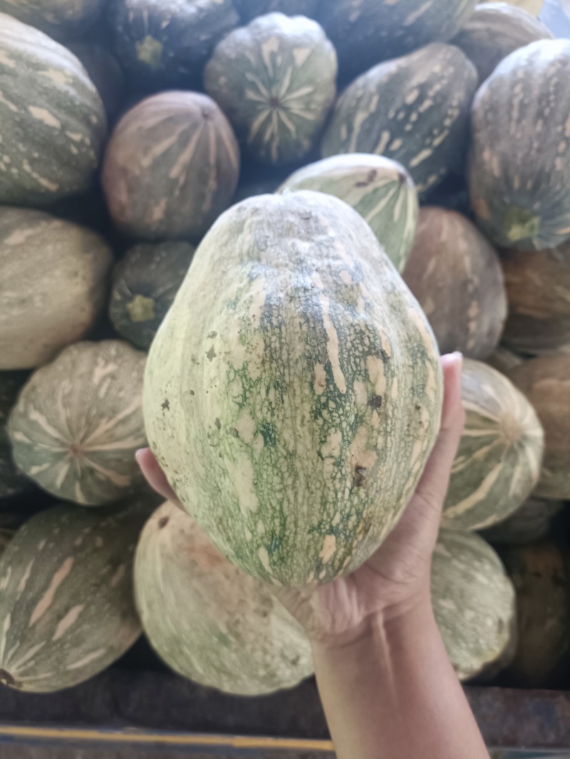 QQ南瓜新野南瓜种植千亩基地只卖南瓜品种齐全