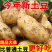 《黄心土豆》榆林土豆/V7土豆/沃土5号/品种齐全全年供
