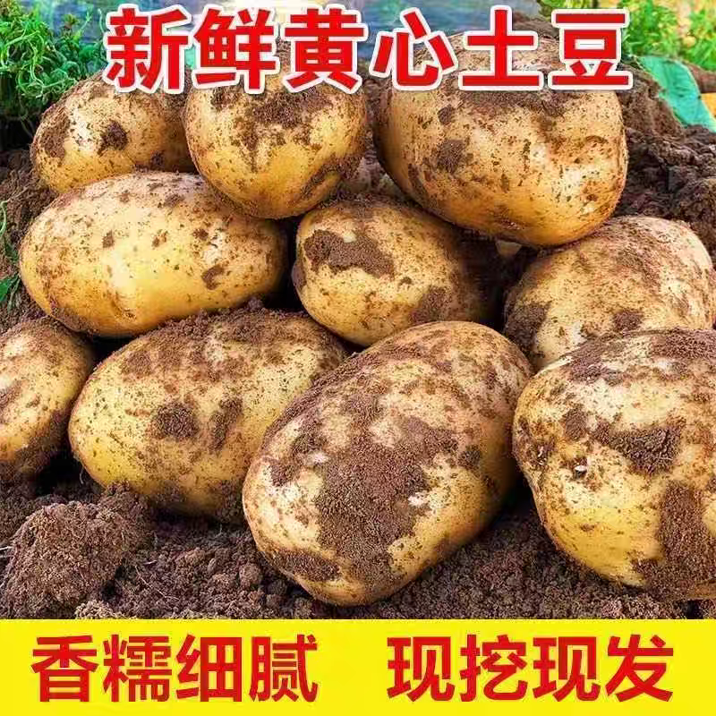 《黄心土豆》榆林土豆/V7土豆/沃土5号/品种齐全全年供