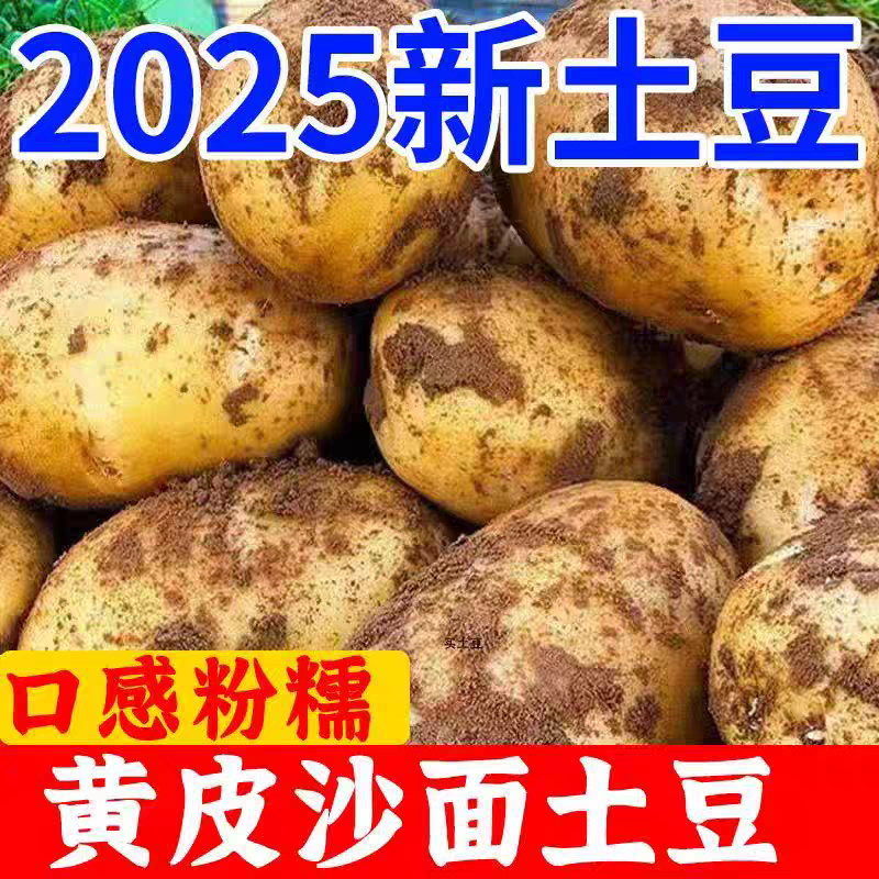 《黄心土豆》榆林土豆/V7土豆/沃土5号/品种齐全全年供