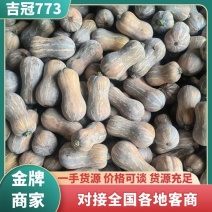 吉冠773南瓜，货量充足奶油南瓜对接全国市场新野南瓜