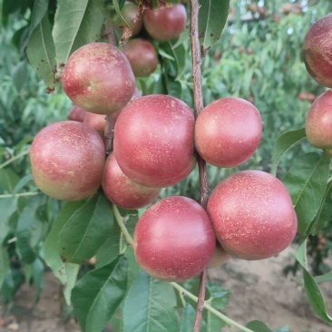 珍珠枣油桃