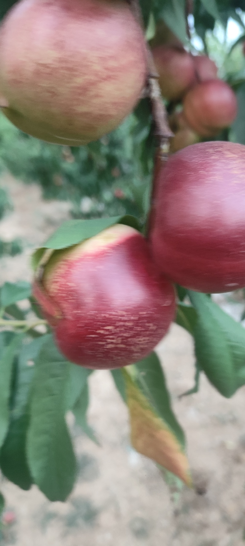 珍珠枣油桃