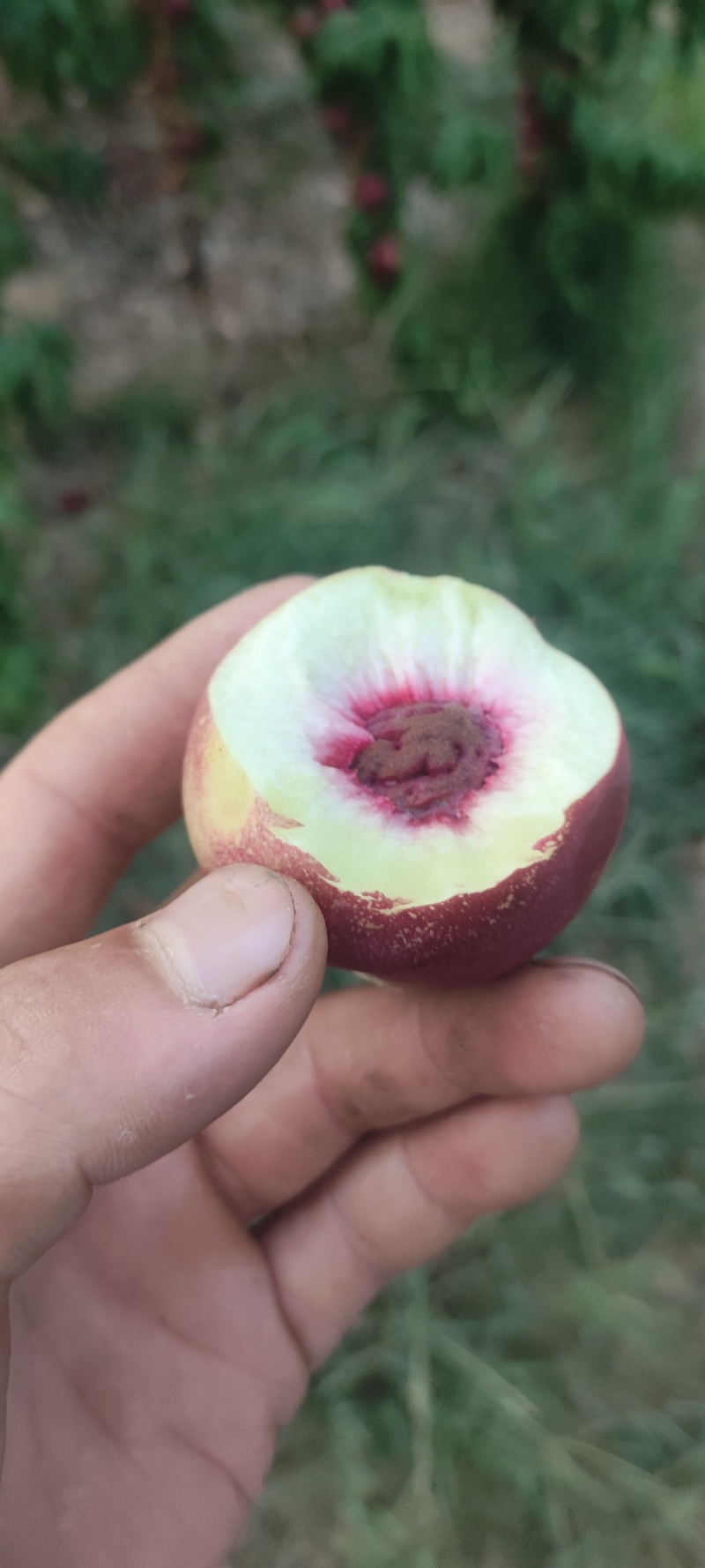 珍珠枣油桃