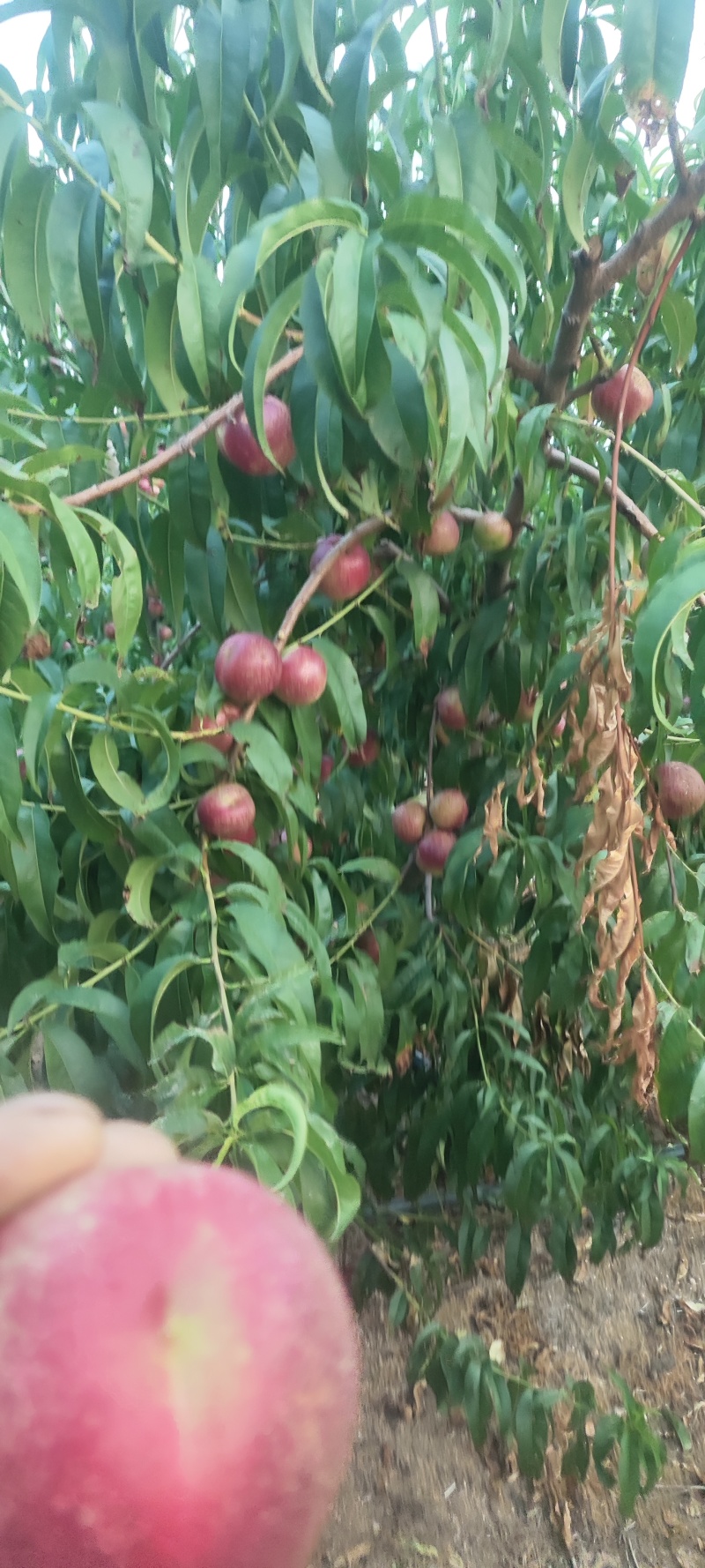 珍珠枣油桃
