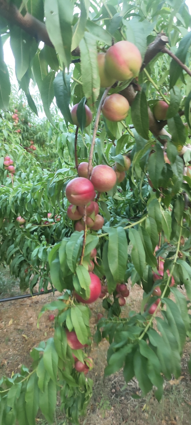 珍珠枣油桃