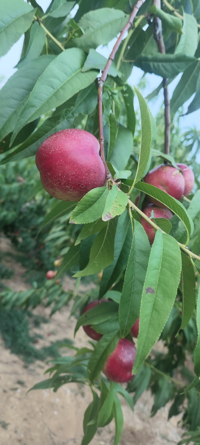 珍珠枣油桃