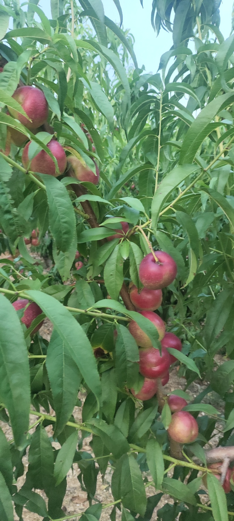 珍珠枣油桃
