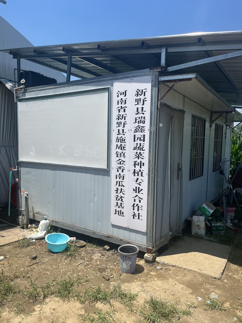 盘龙204南瓜新野磨盘南瓜全国发货对接市场商超加工