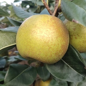 翠冠梨、黄梨