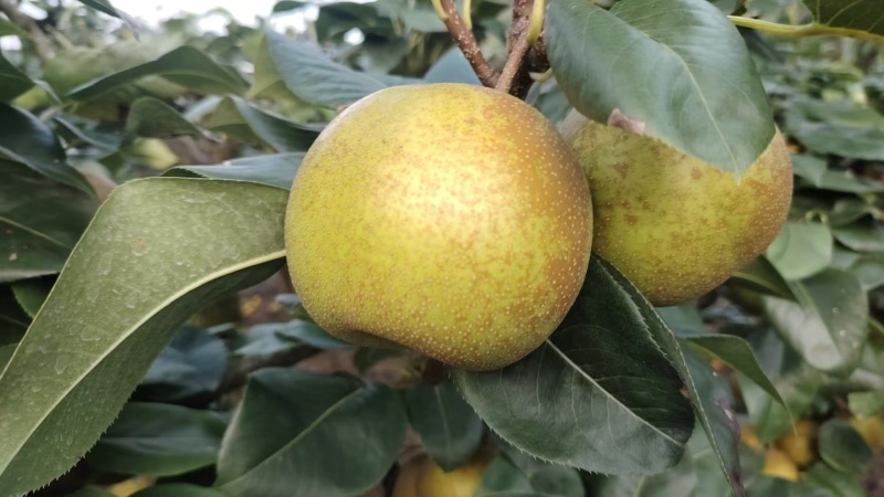 翠冠梨、黄梨