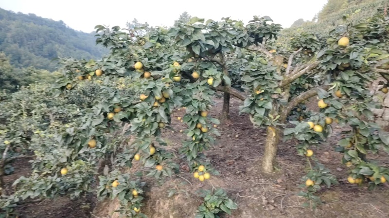 翠冠梨、黄梨