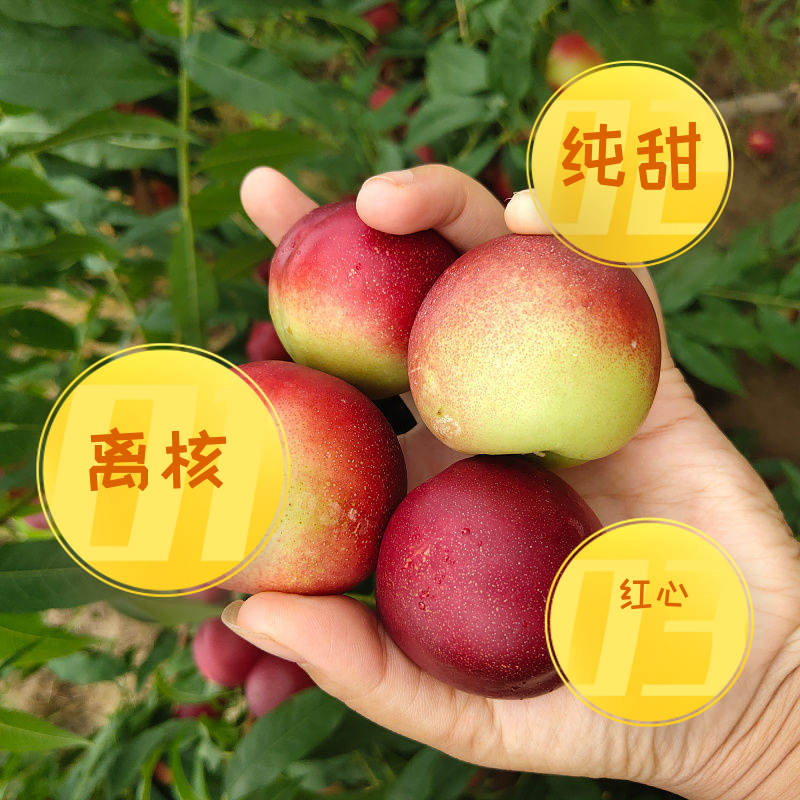 枣油桃，一件代发，社区团购，各大电商！！