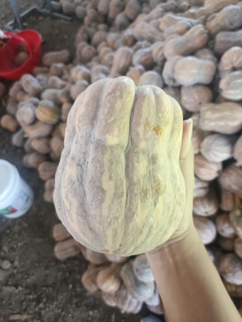 精品南瓜金香，QQ南瓜，盘龙204，吉冠733品种齐全