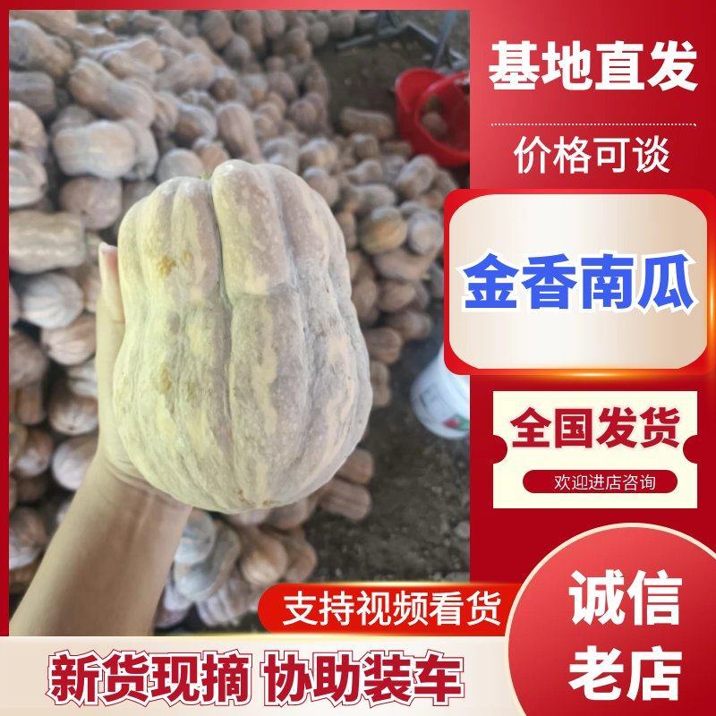 南阳新野南瓜种植专业合作社千亩南瓜基地品种齐全
