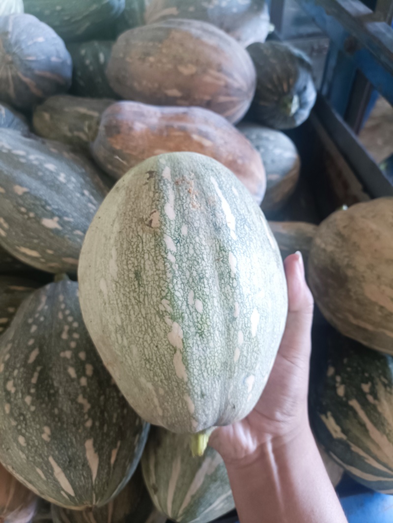 南阳新野南瓜种植专业合作社千亩南瓜基地品种齐全