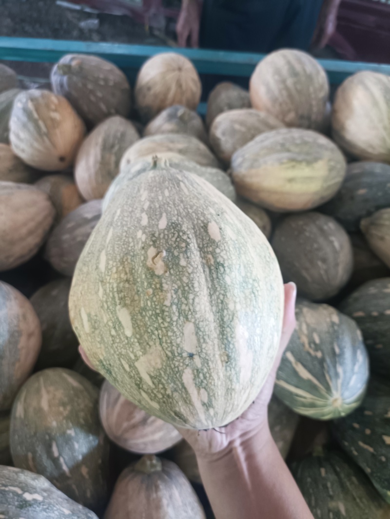 南阳新野南瓜种植专业合作社千亩南瓜基地品种齐全
