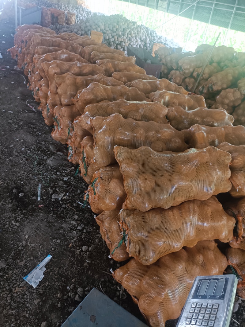 南阳新野南瓜种植专业合作社千亩南瓜基地品种齐全