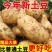 3-8两《实验1号》河南土豆/黄心土豆/榆林产地土豆