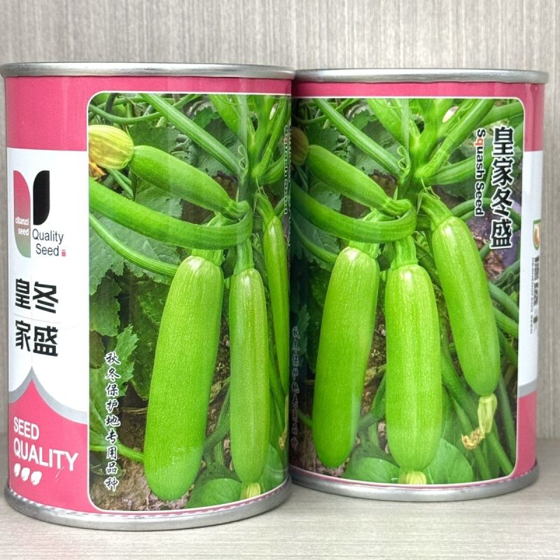 皇家冬盛西葫芦种子耐寒越冬秋冬茬西葫芦瓜皮翠绿油亮顺直耐