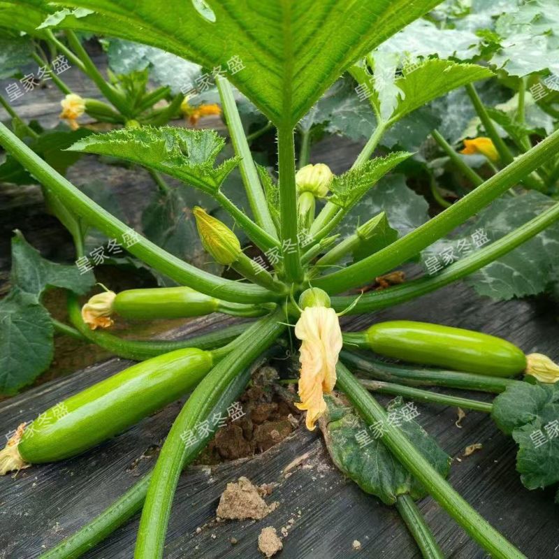 皇家冬盛西葫芦种子耐寒越冬秋冬茬西葫芦瓜皮翠绿油亮顺直耐