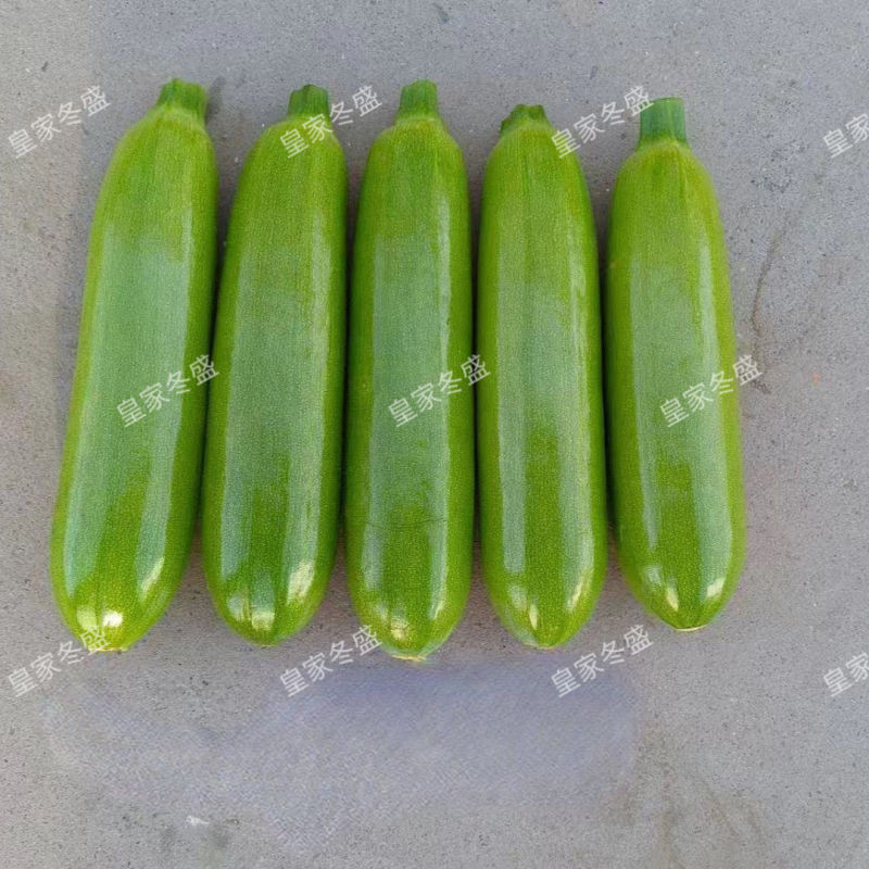 皇家冬盛西葫芦种子耐寒越冬秋冬茬西葫芦瓜皮翠绿油亮顺直耐