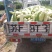 菜瓜种植专业户