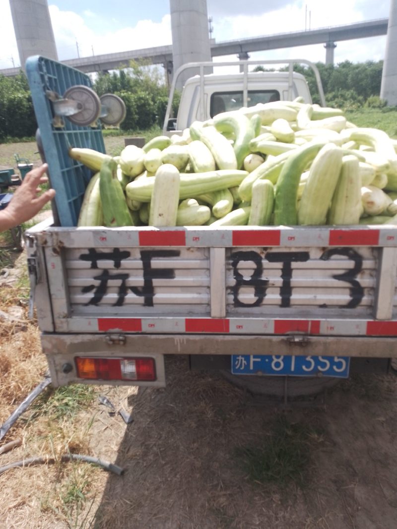 菜瓜种植专业户