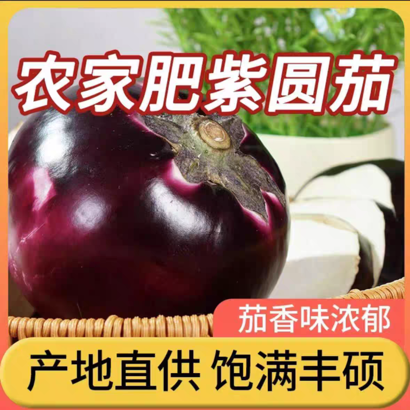 山东茄子/精品圆茄/紫光圆茄/专业对接/批发市场/电商/