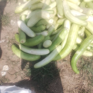 菜瓜种植专业户