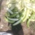 菜瓜种植专业户