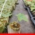 通草苗大户5000株起贵州大通草杯苗通草苗大通草