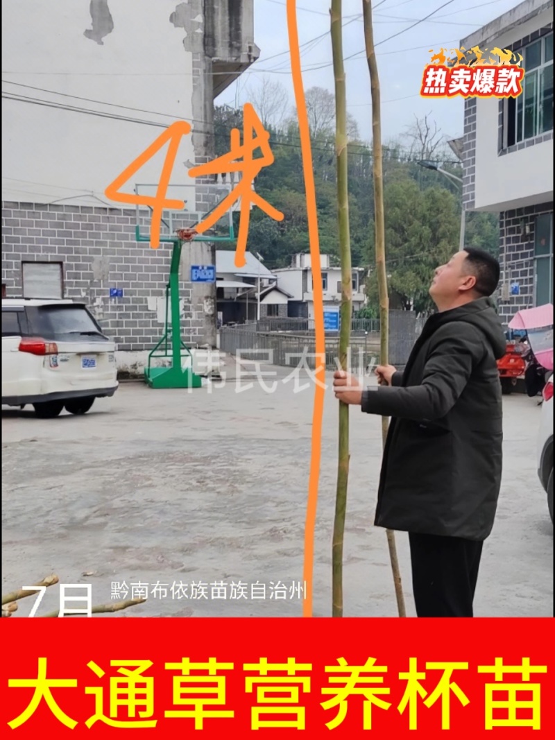 通草苗大户5000株起贵州大通草杯苗通草苗大通草
