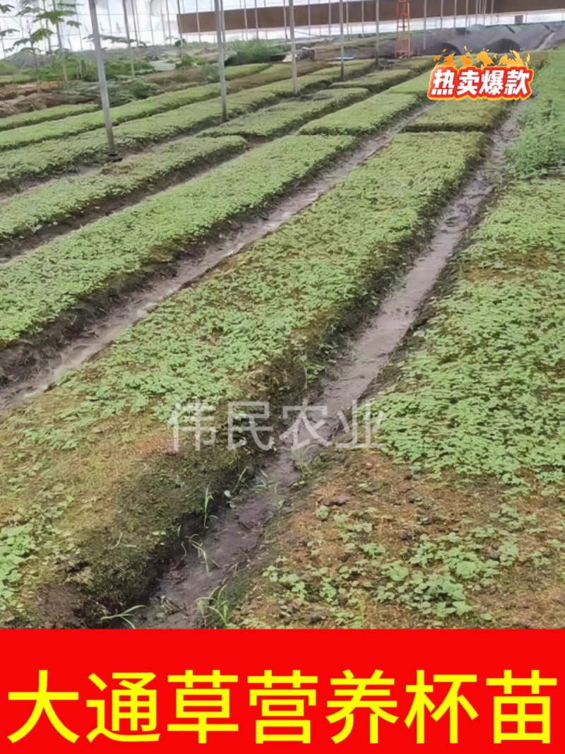 通草苗大户5000株起贵州大通草杯苗通草苗大通草