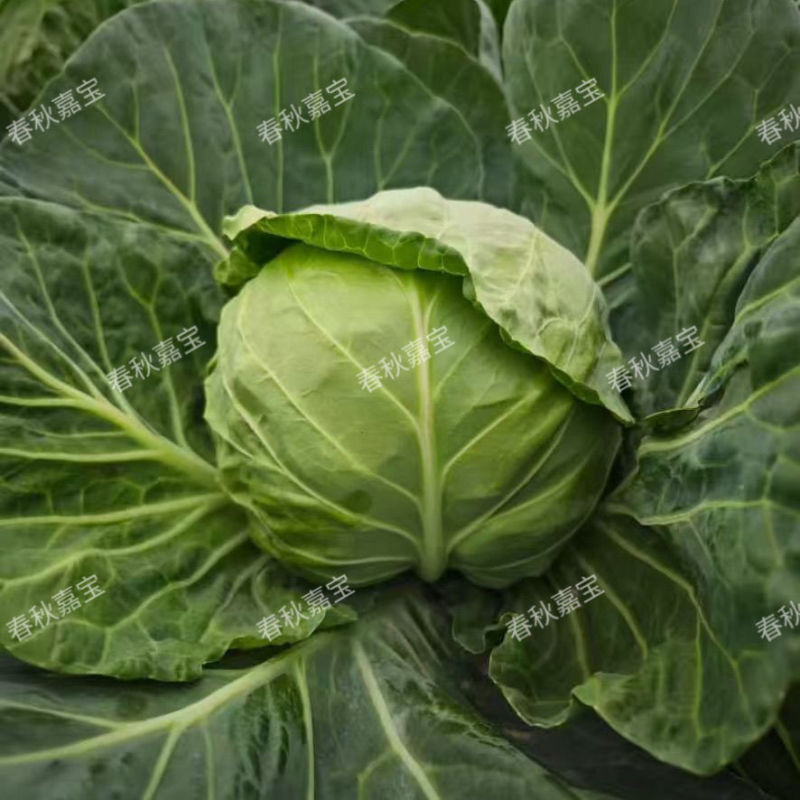 春秋嘉宝甘蓝种子高产抗病软绿暄菜包菜种籽黄心上下全绿春秋