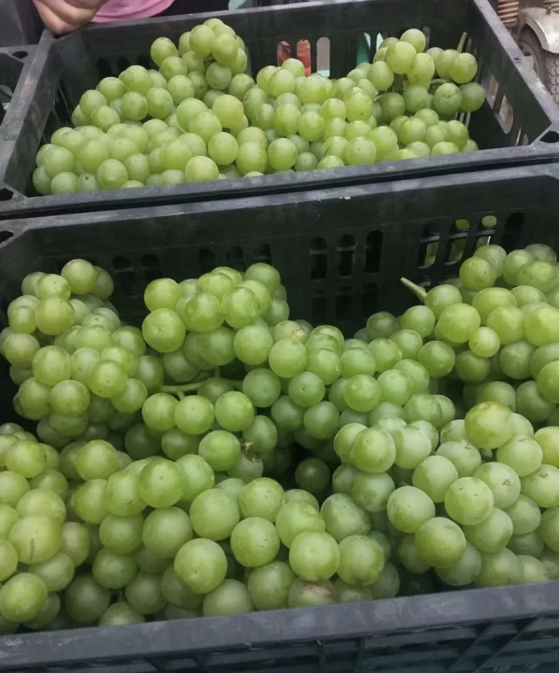 巨峰罐头果大量有货基地直供现摘现发欢迎咨询来电