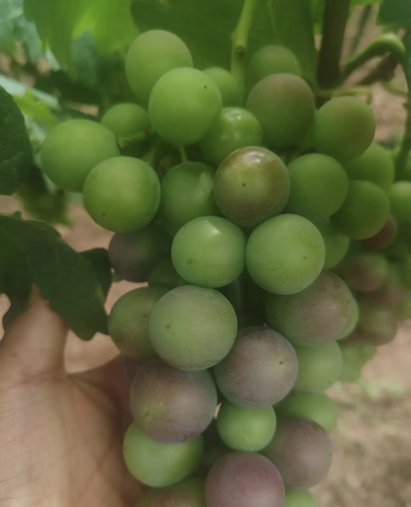 巨峰罐头果大量有货基地直供现摘现发欢迎咨询来电