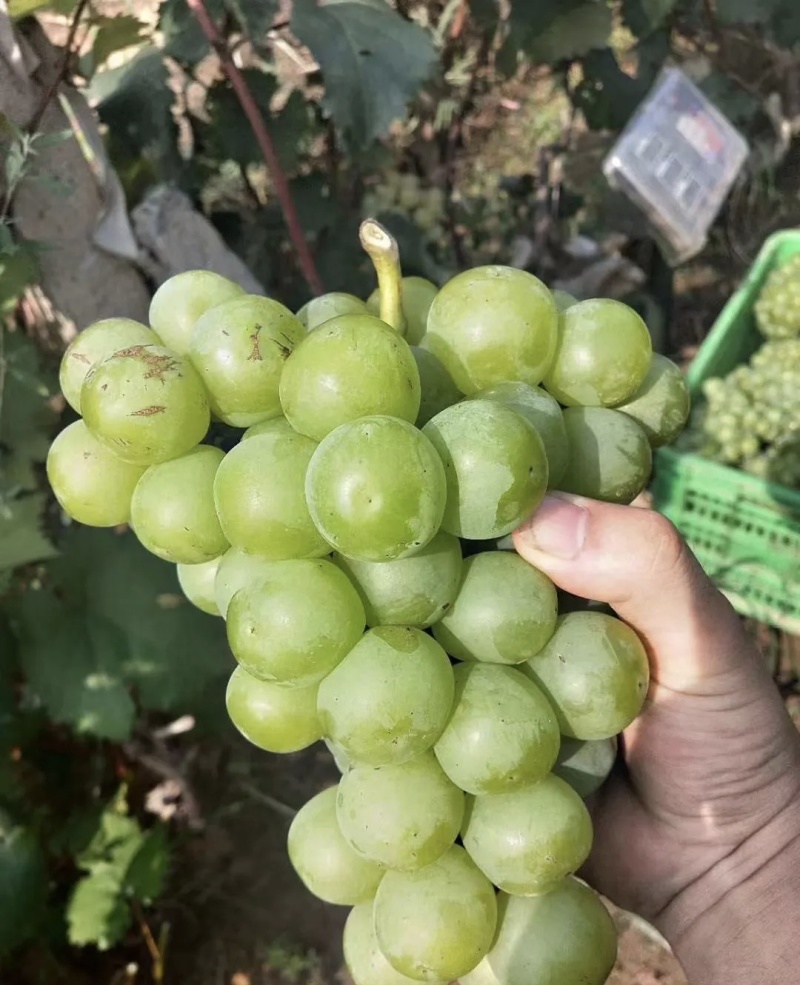 巨峰罐头果大量有货基地直供现摘现发欢迎咨询来电