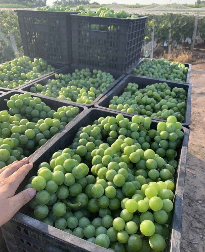 巨峰罐头果大量有货基地直供现摘现发欢迎咨询来电