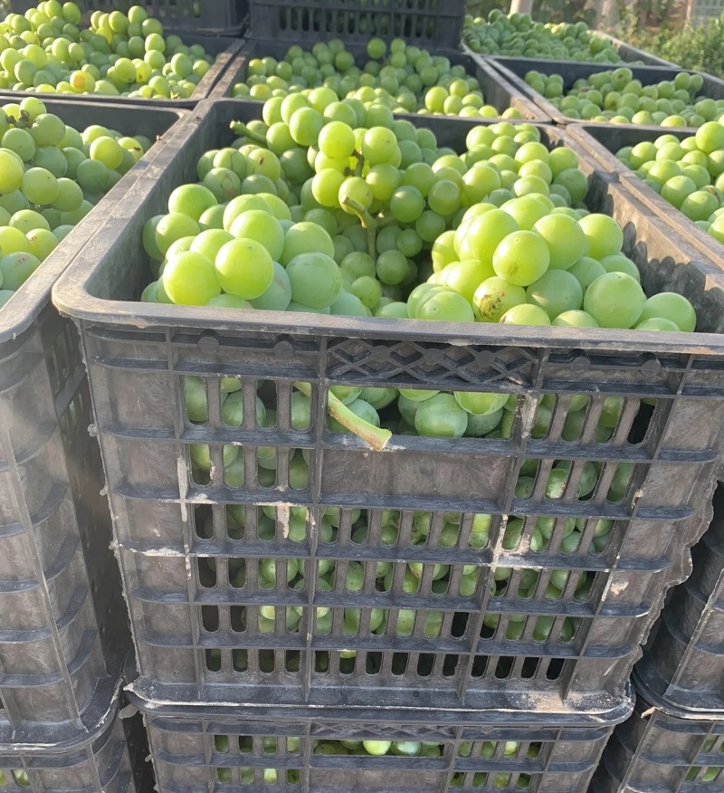 巨峰罐头果大量有货基地直供现摘现发欢迎咨询来电