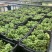 巨峰罐头果大量有货基地直供现摘现发欢迎咨询来电