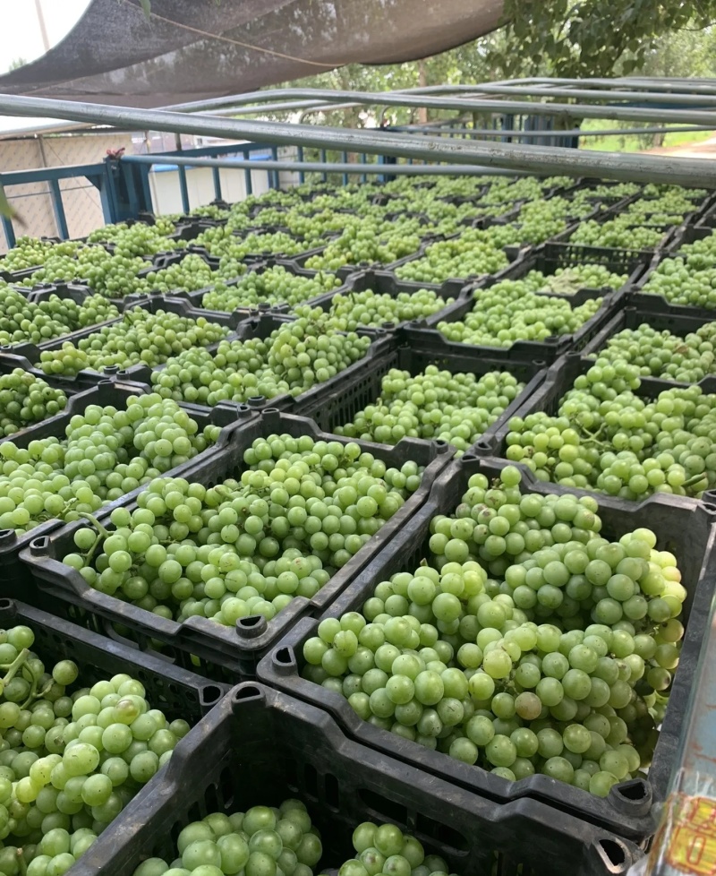 巨峰罐头果大量有货基地直供现摘现发欢迎咨询来电