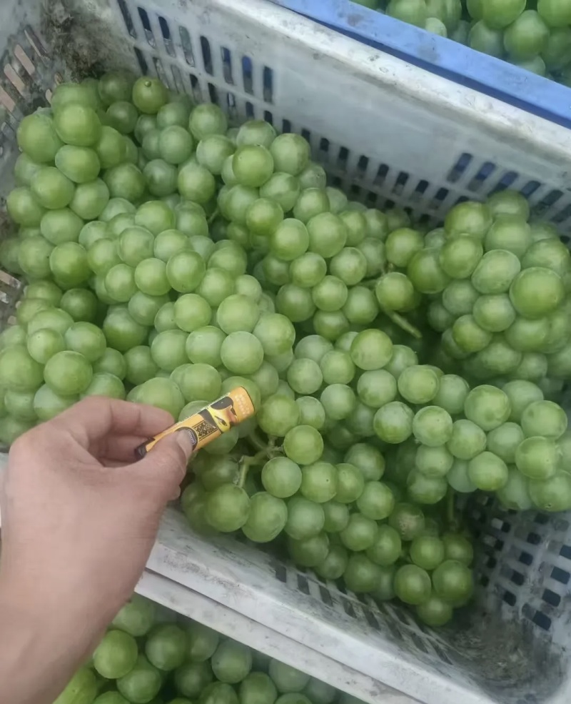 巨峰罐头果大量有货基地直供现摘现发欢迎咨询来电