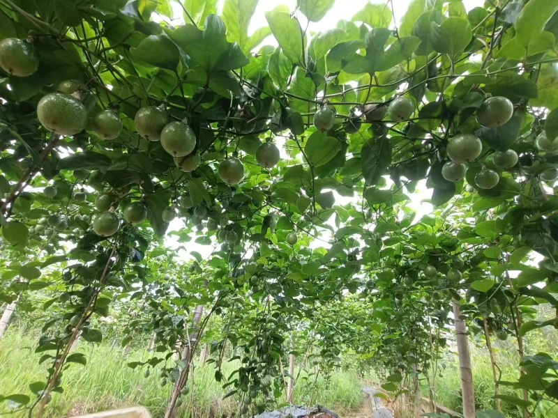 广西钦蜜9号百香果，酸甜可口，产地直供，量大从优