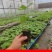 通草苗大户5000株起贵州大通草杯苗通草苗大通草