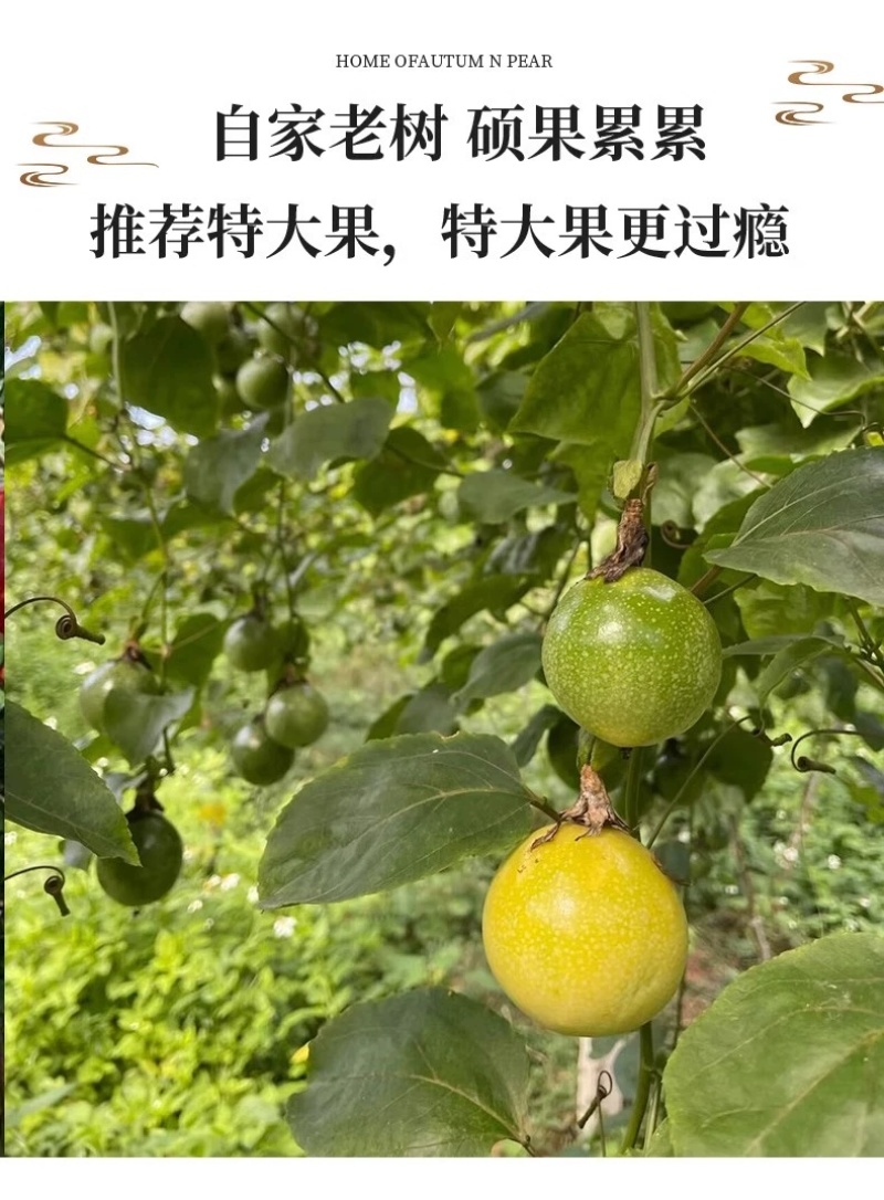 广西钦蜜9号百香果，酸甜可口，产地直供，量大从优
